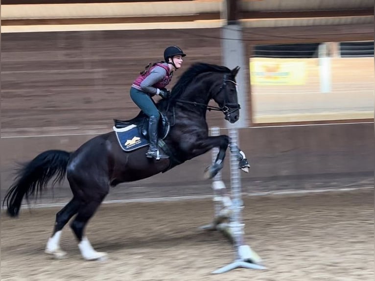 Hannoveraner Wallach 6 Jahre 170 cm Dunkelfuchs in Gaimersheim