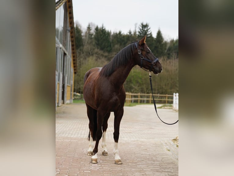 Hannoveraner Wallach 6 Jahre 170 cm Dunkelfuchs in Gaimersheim