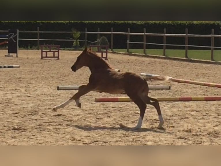 Hannoveraner Wallach 6 Jahre 170 cm Dunkelfuchs in Gaimersheim