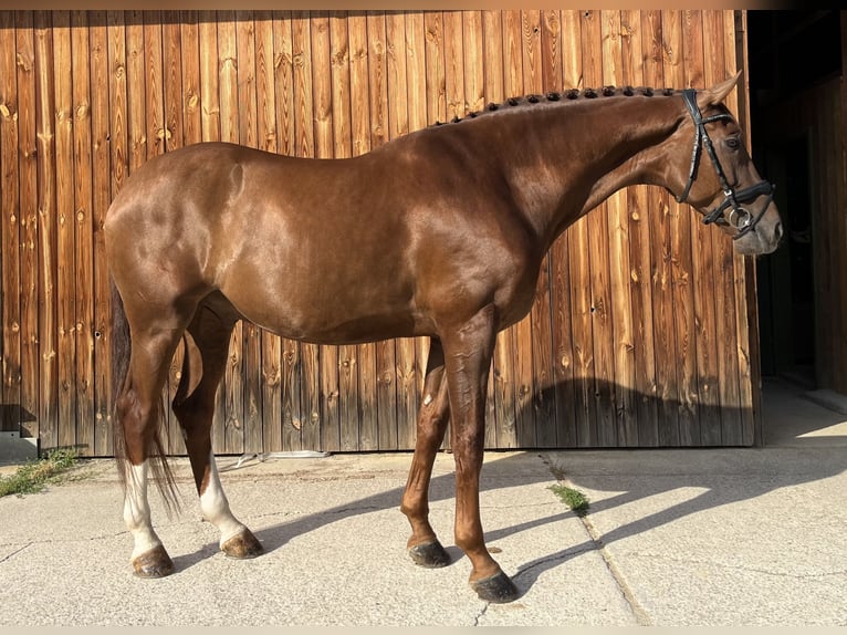 Hannoveraner Wallach 6 Jahre 170 cm Dunkelfuchs in Stattegg