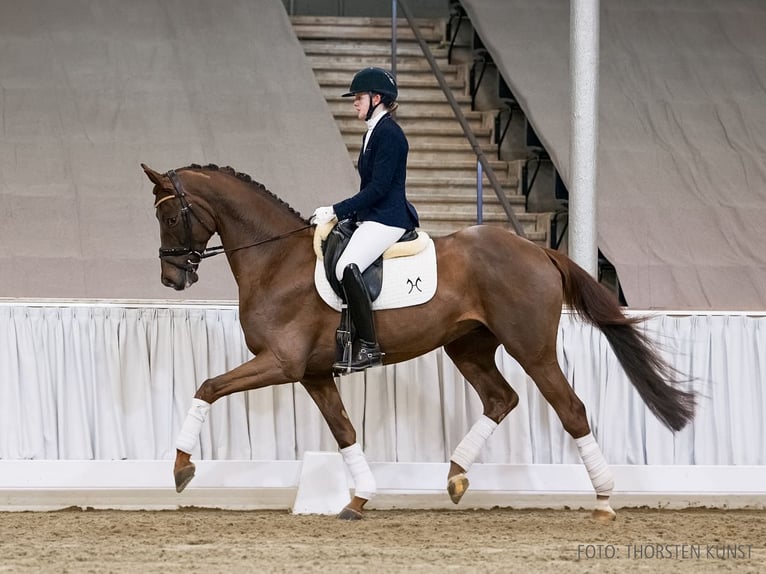Hannoveraner Wallach 6 Jahre 170 cm Dunkelfuchs in Verden