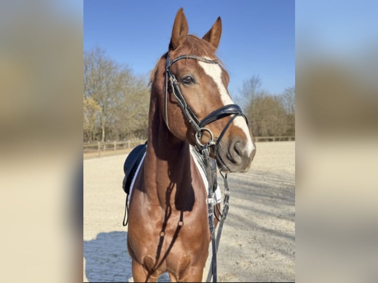 Hannoveraner Wallach 6 Jahre 170 cm Dunkelfuchs in Rommerskirchen