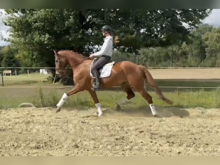Hannoveraner Wallach 6 Jahre 170 cm Fuchs in Bassum