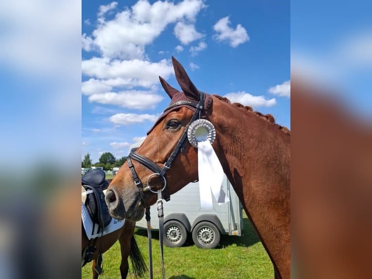 Hannoveraner Wallach 6 Jahre 170 cm Fuchs in Bassum