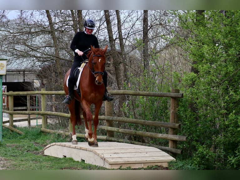 Hannoveraner Wallach 6 Jahre 170 cm Fuchs in Üxheim