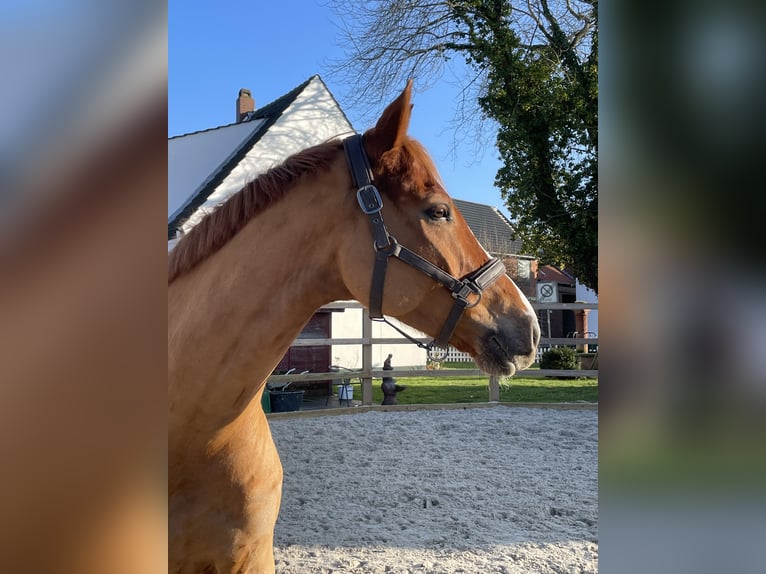 Hannoveraner Wallach 6 Jahre 170 cm Fuchs in K&#xFC;rten