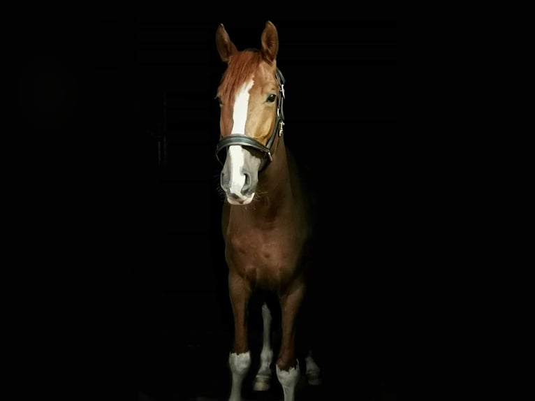 Hannoveraner Wallach 6 Jahre 170 cm Fuchs in L&#xFC;dersfeld