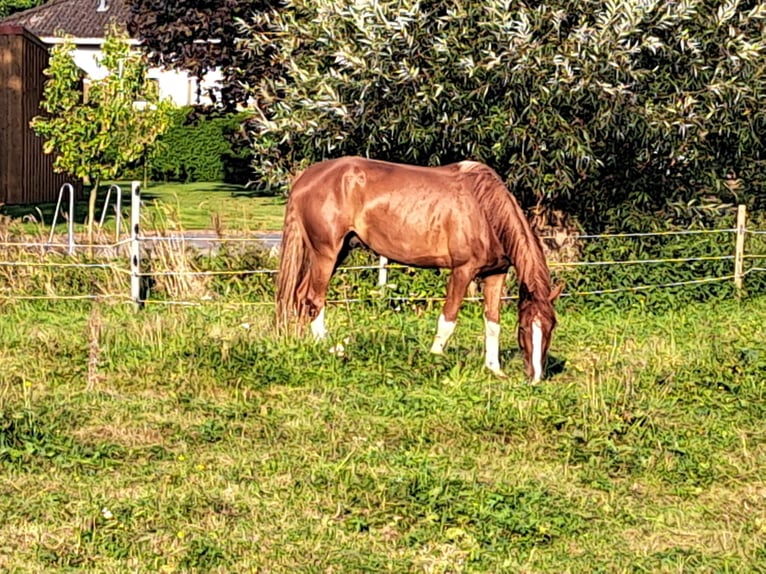 Hannoveraner Wallach 6 Jahre 170 cm Fuchs in L&#xFC;dersfeld