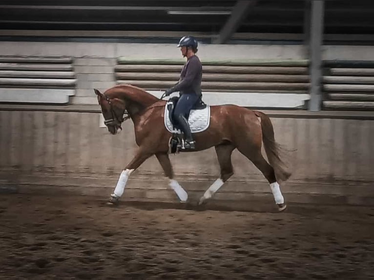 Hannoveraner Wallach 6 Jahre 170 cm Fuchs in L&#xFC;dersfeld
