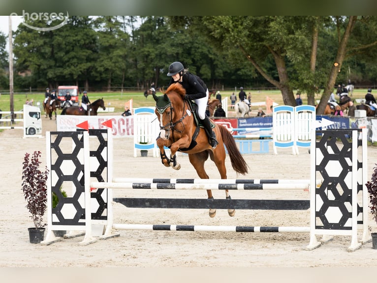 Hannoveraner Wallach 6 Jahre 170 cm Fuchs in Nienburg (Weser)