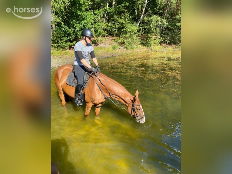 Hannoveraner Wallach 6 Jahre 170 cm Fuchs in Nienburg (Weser)