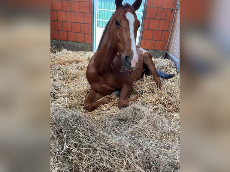 Hannoveraner Wallach 6 Jahre 170 cm Fuchs in Luhmühlen