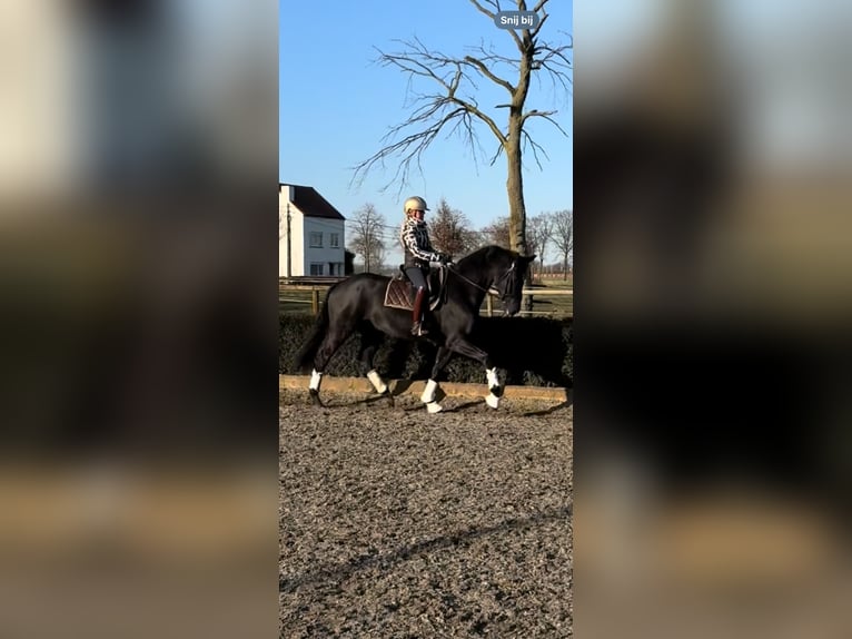 Hannoveraner Wallach 6 Jahre 170 cm Rappe in Essen