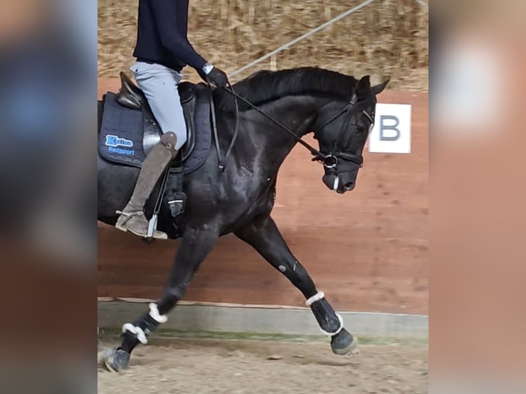 Hannoveraner Wallach 6 Jahre 170 cm Rappe in Bad Orb