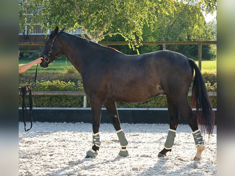 Hannoveraner Wallach 6 Jahre 170 cm Rappe in Bad Orb