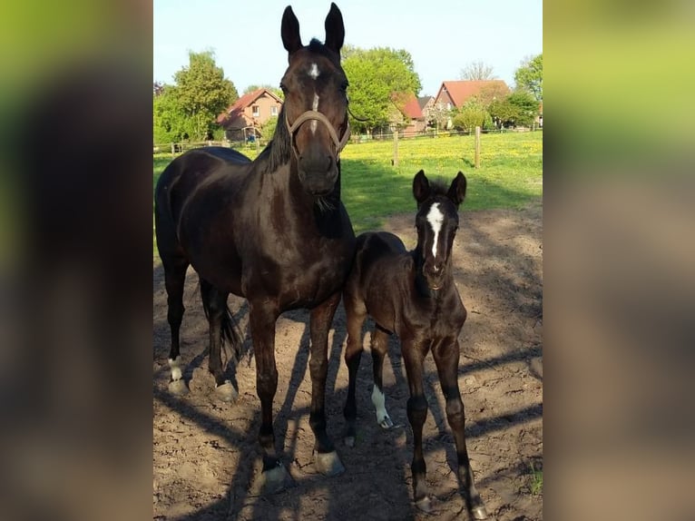 Hannoveraner Wallach 6 Jahre 170 cm Rappe in Bad Orb