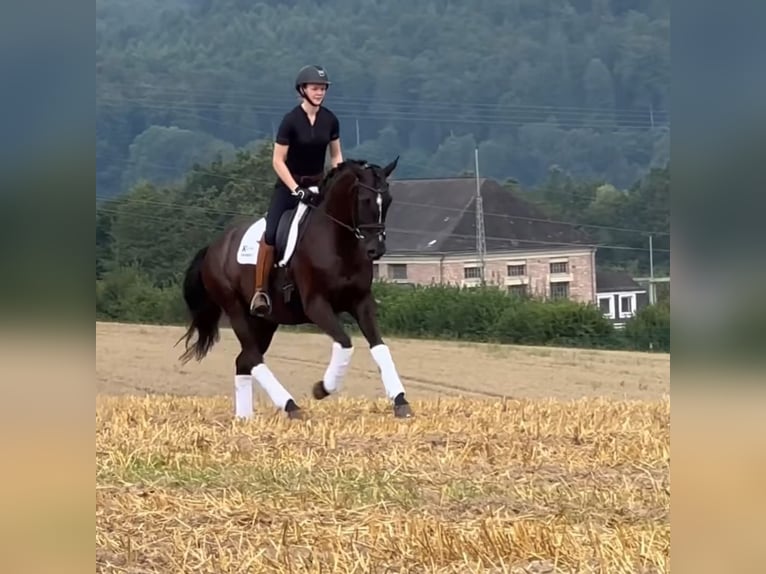 Hannoveraner Wallach 6 Jahre 170 cm Rappe in Bad Orb
