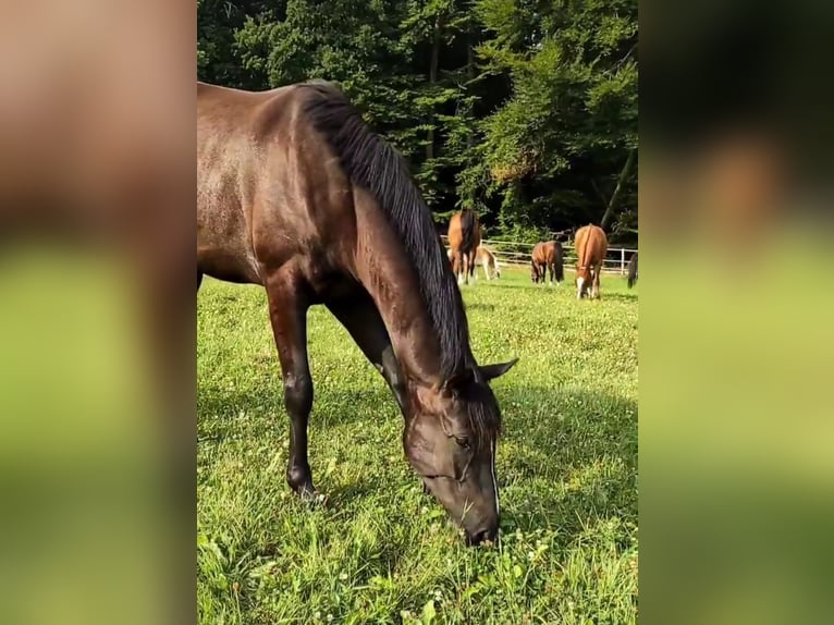 Hannoveraner Wallach 6 Jahre 170 cm Rappe in Bad Orb