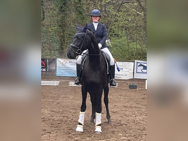 Hannoveraner Wallach 6 Jahre 170 cm Rappe in Bensheim