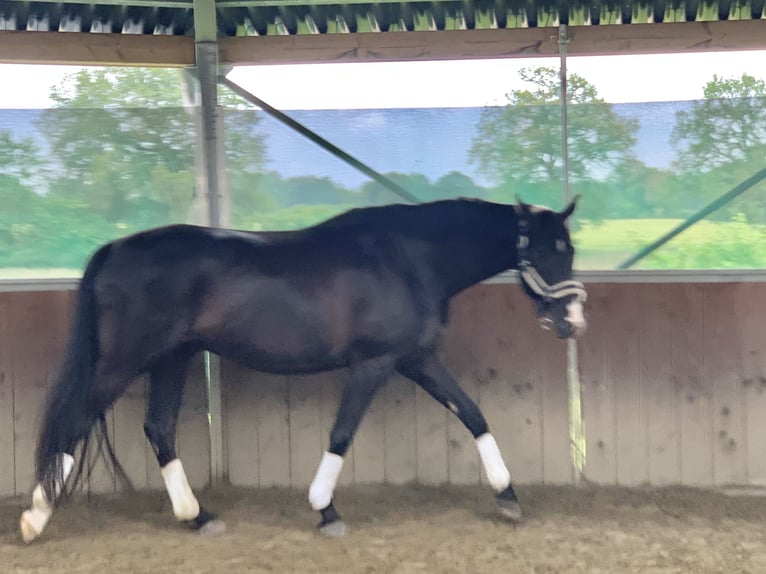 Hannoveraner Wallach 6 Jahre 170 cm Rappe in Itzstedt