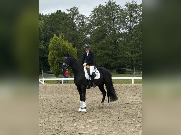 Hannoveraner Wallach 6 Jahre 170 cm Rappe in Leer (Ostfriesland)