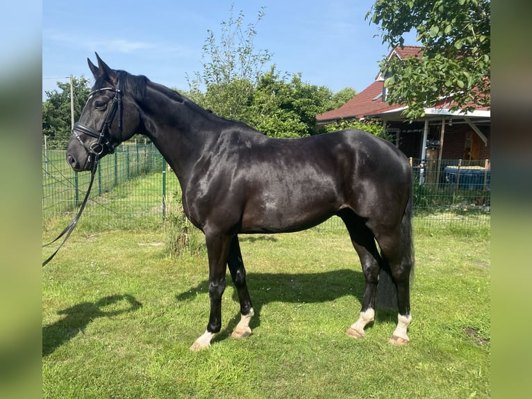 Hannoveraner Wallach 6 Jahre 170 cm Rappe in Leer (Ostfriesland)