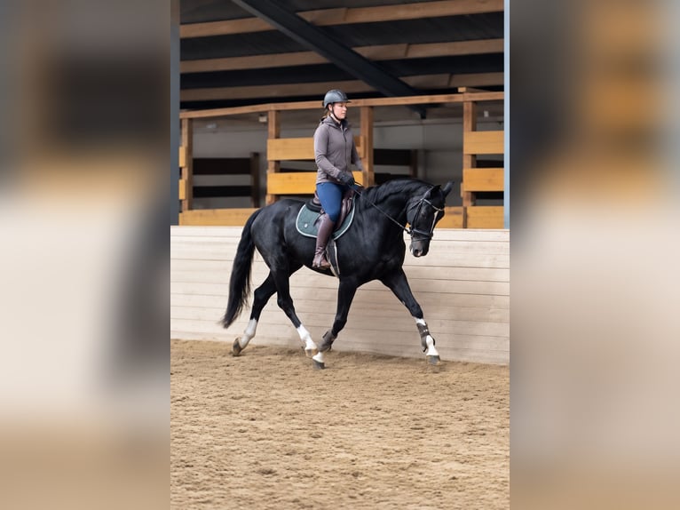 Hannoveraner Wallach 6 Jahre 170 cm Rappe in Davidschlag