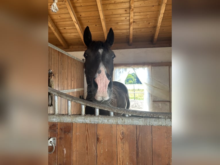 Hannoveraner Wallach 6 Jahre 170 cm Schwarzbrauner in Poing