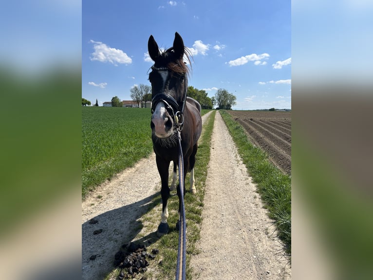 Hannoveraner Wallach 6 Jahre 170 cm Schwarzbrauner in Poing