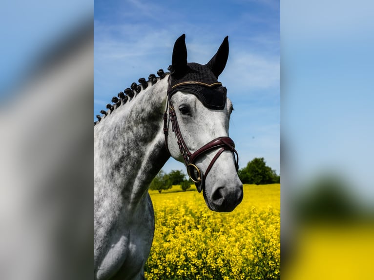 Hannoveraner Wallach 6 Jahre 171 cm Apfelschimmel in Oberderdingen