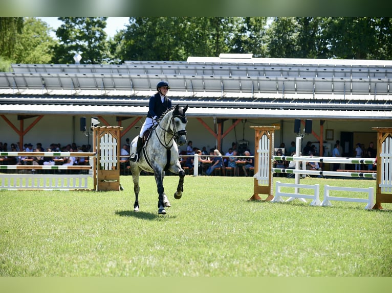 Hannoveraner Wallach 6 Jahre 171 cm Apfelschimmel in Oberderdingen