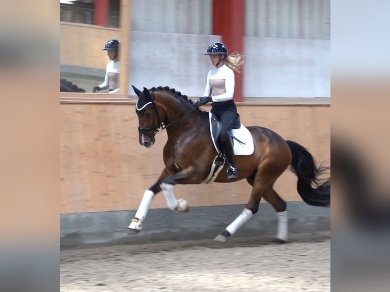 Hannoveraner Wallach 6 Jahre 171 cm Brauner in Hohenfelde
