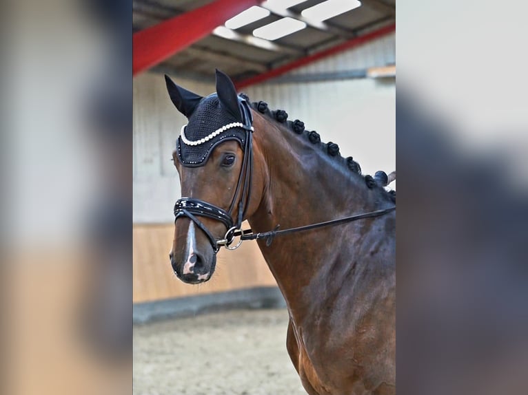 Hannoveraner Wallach 6 Jahre 171 cm Brauner in Hohenfelde