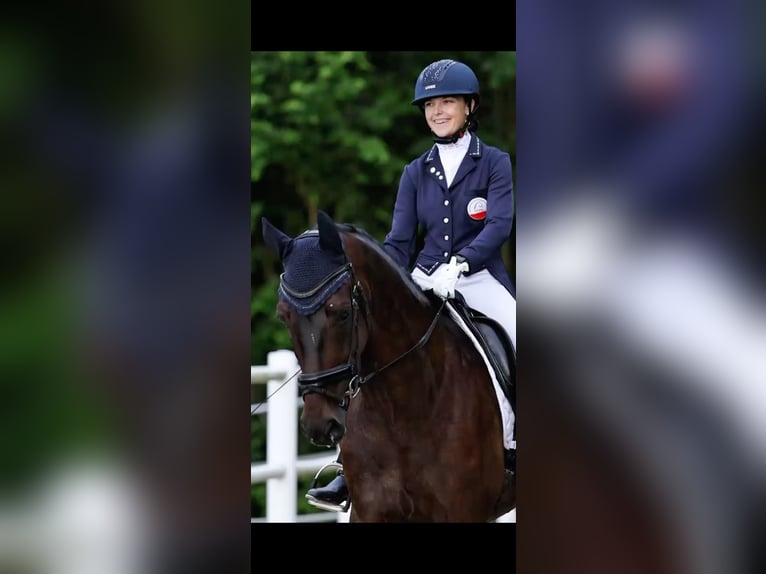 Hannoveraner Wallach 6 Jahre 171 cm Dunkelbrauner in Stegersbach