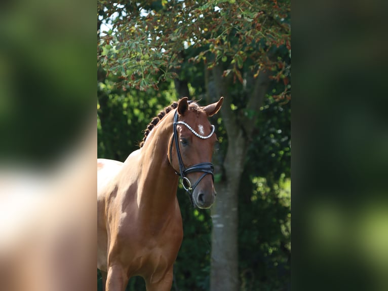 Hannoveraner Wallach 6 Jahre 171 cm Fuchs in B&#xF6;rrstadt