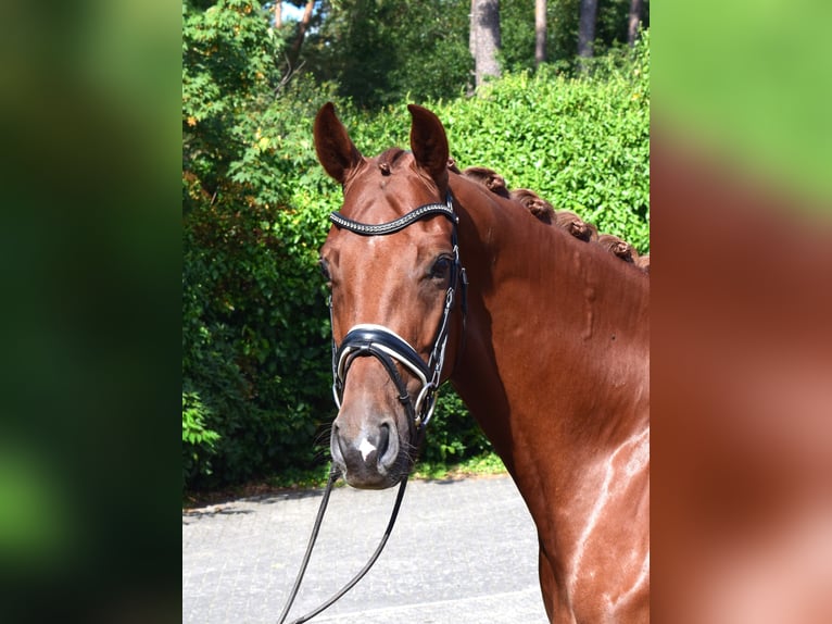 Hannoveraner Wallach 6 Jahre 171 cm Fuchs in Isterberg