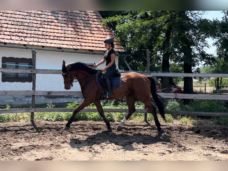 Hannoveraner Wallach 6 Jahre 171 cm Hellbrauner in Szatymaz