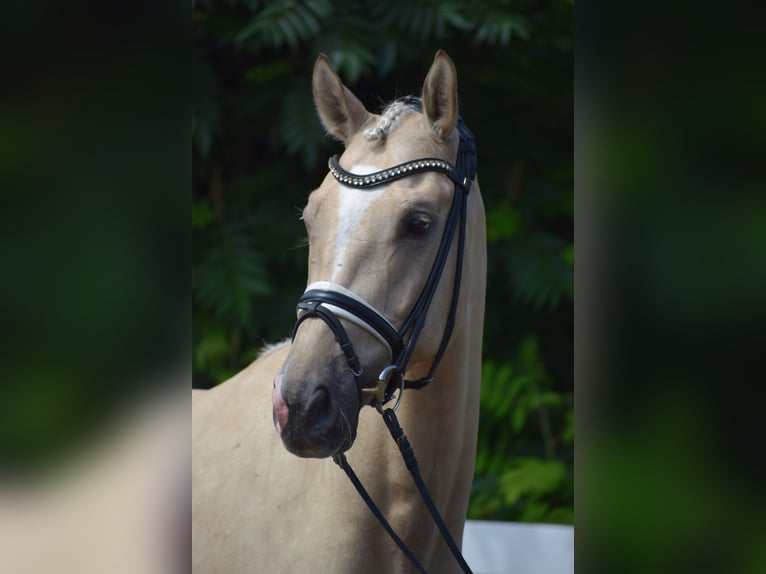 Hannoveraner Wallach 6 Jahre 171 cm Palomino in Dätgen