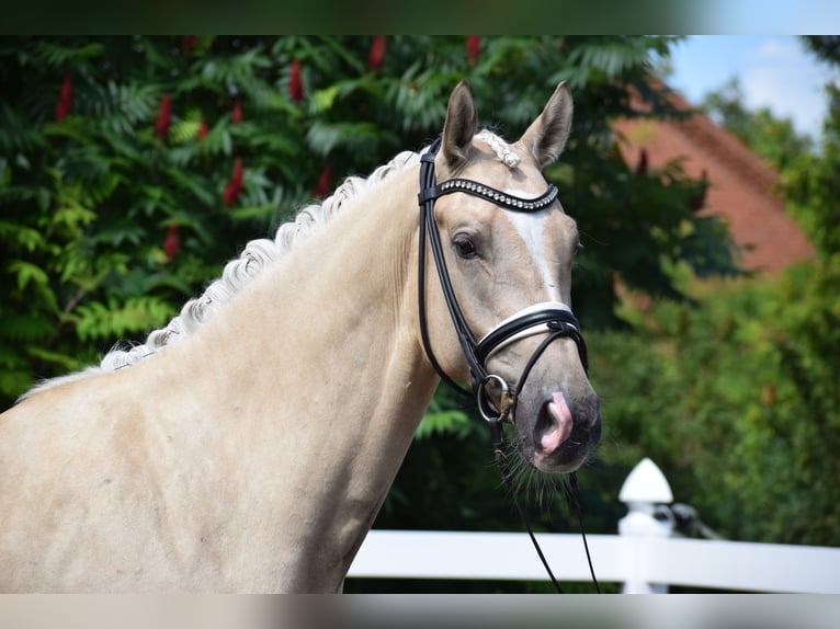 Hannoveraner Wallach 6 Jahre 171 cm Palomino in Dätgen