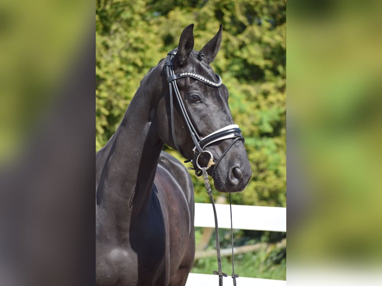 Hannoveraner Wallach 6 Jahre 171 cm Rappe in Dätgen