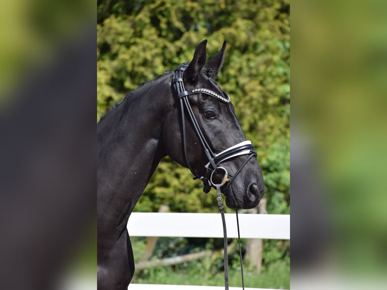 Hannoveraner Wallach 6 Jahre 171 cm Rappe in D&#xE4;tgen