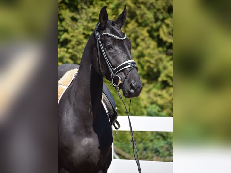 Hannoveraner Wallach 6 Jahre 171 cm Rappe in Dätgen