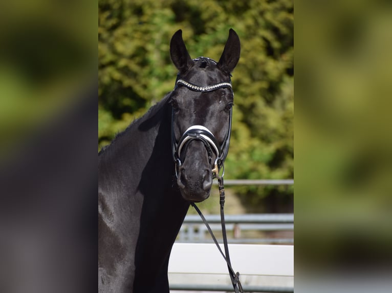 Hannoveraner Wallach 6 Jahre 171 cm Rappe in Dätgen