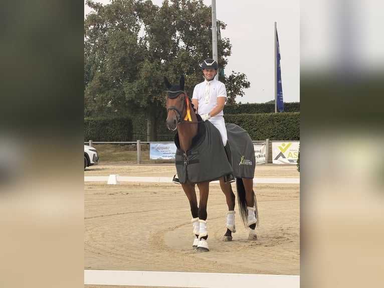 Hannoveraner Wallach 6 Jahre 172 cm Brauner in Greven