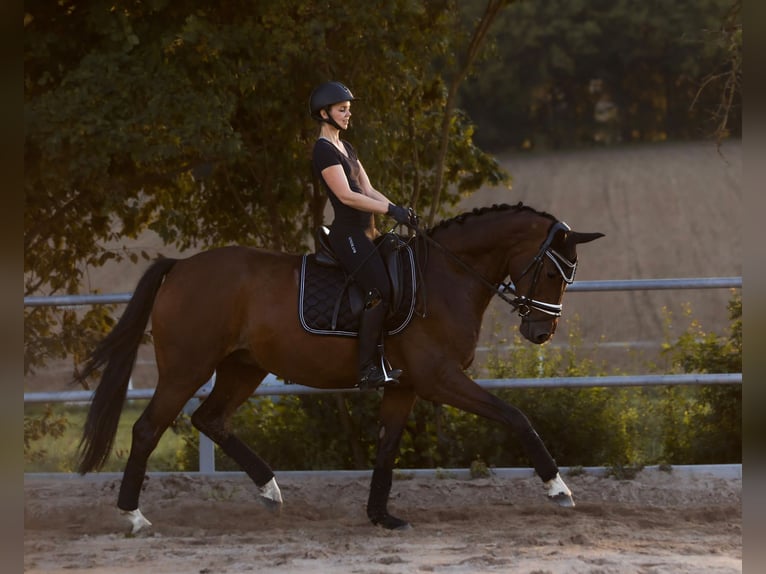 Hannoveraner Wallach 6 Jahre 172 cm Brauner in Hardegsen