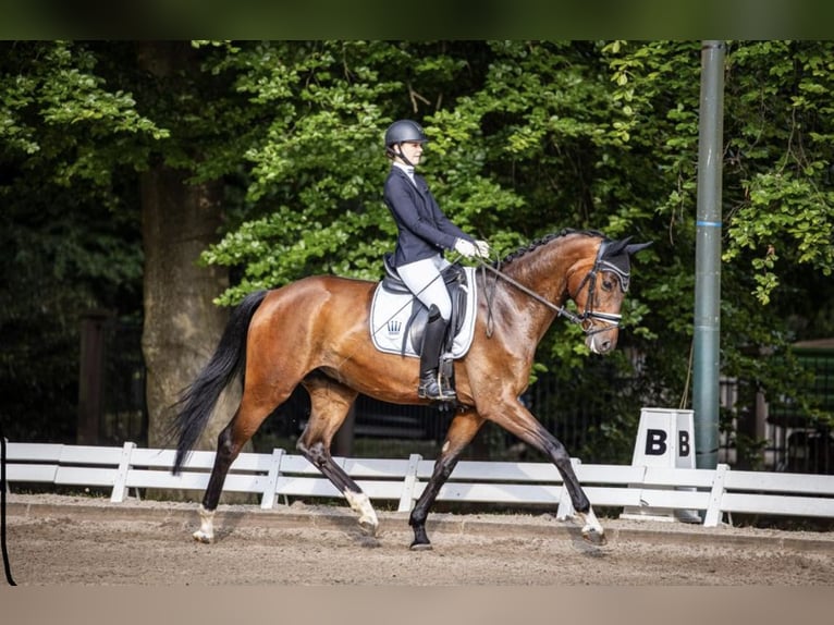 Hannoveraner Wallach 6 Jahre 172 cm Brauner in Hardegsen