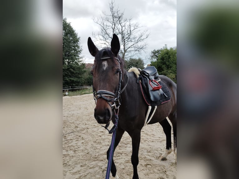 Hannoveraner Wallach 6 Jahre 172 cm Brauner in Prebitz
