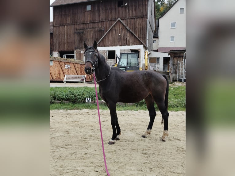 Hannoveraner Wallach 6 Jahre 172 cm Brauner in Prebitz
