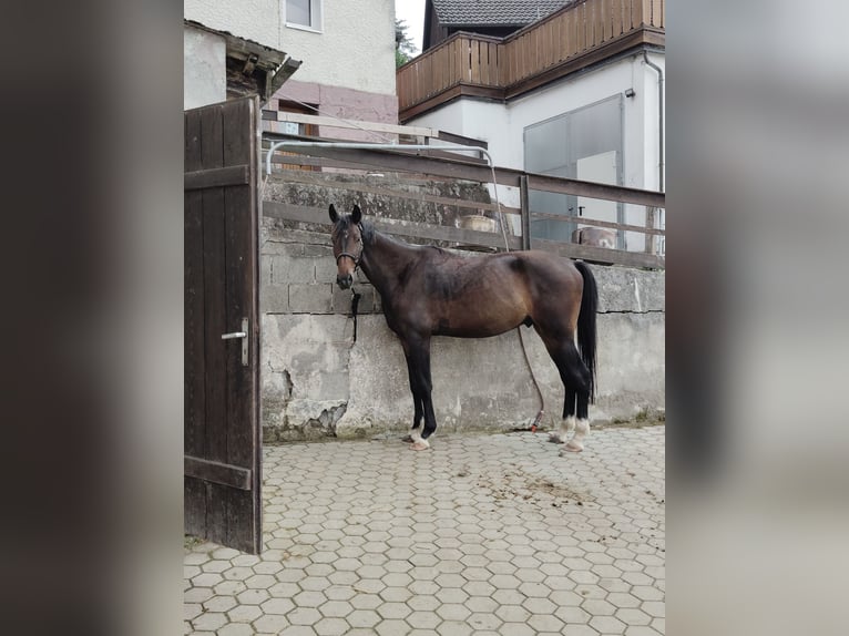 Hannoveraner Wallach 6 Jahre 172 cm Brauner in Prebitz