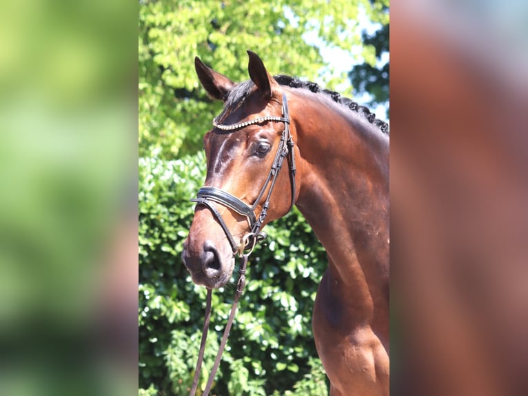 Hannoveraner Wallach 6 Jahre 172 cm Brauner in Selsingen
